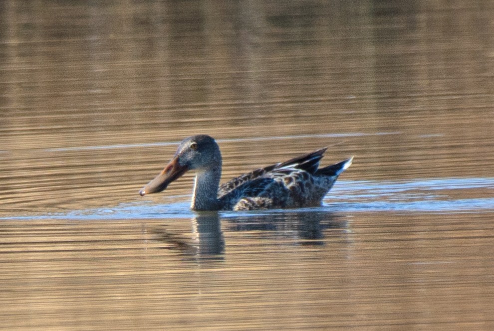 Northern Shoveler - ML611092514