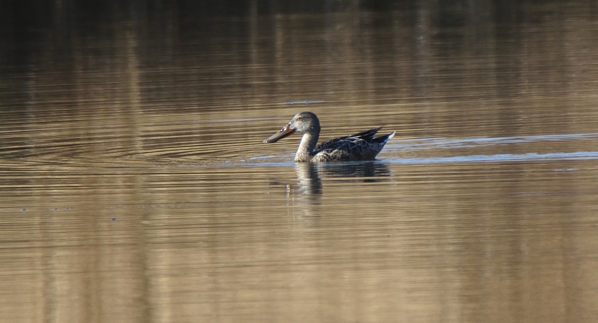 Northern Shoveler - ML611092515