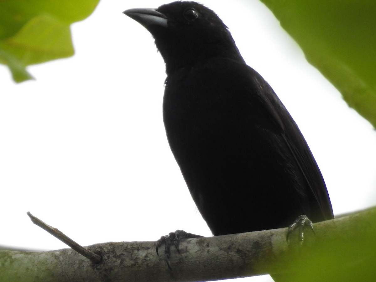 White-lined Tanager - ML611092542