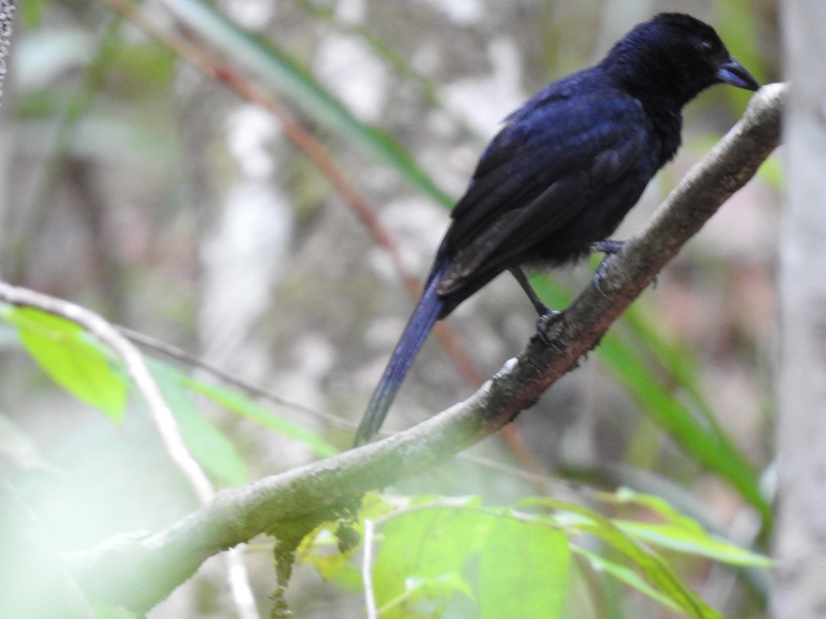 White-lined Tanager - ML611092544