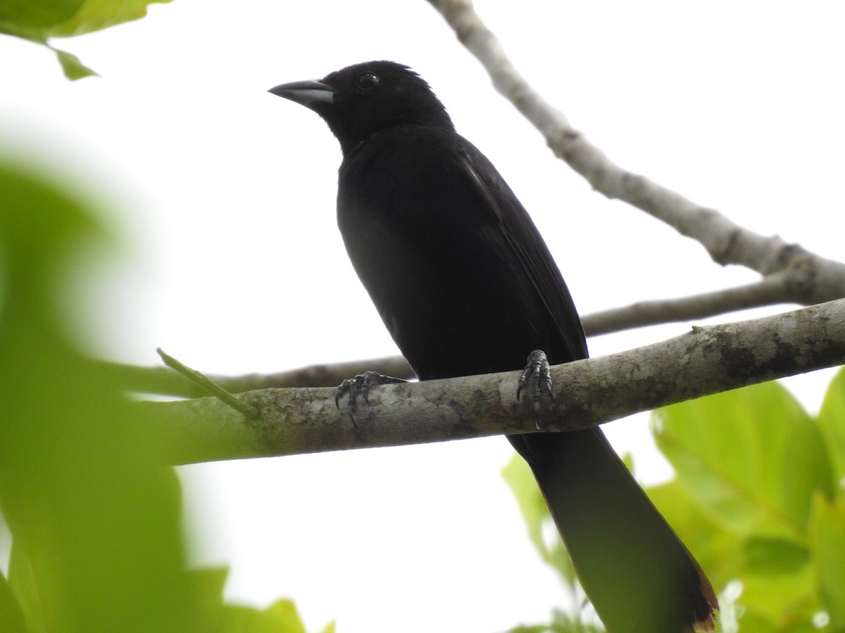White-lined Tanager - ML611092545