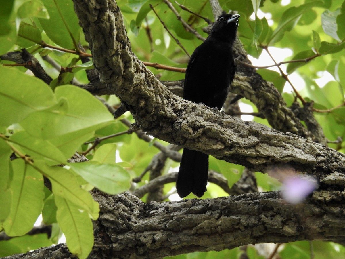 White-lined Tanager - ML611092547