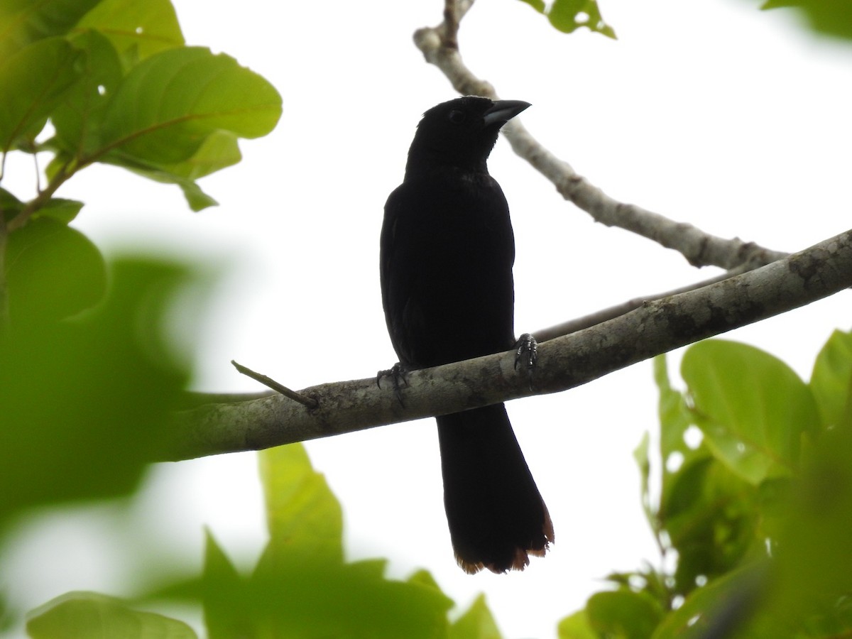 White-lined Tanager - ML611092548