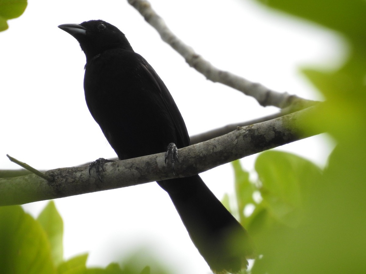 White-lined Tanager - ML611092549