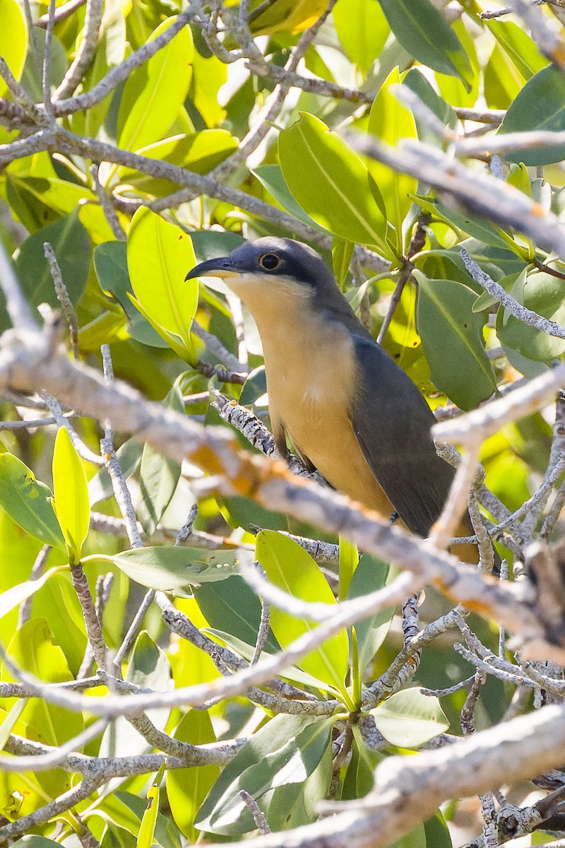 Mangrove Cuckoo - ML611092553