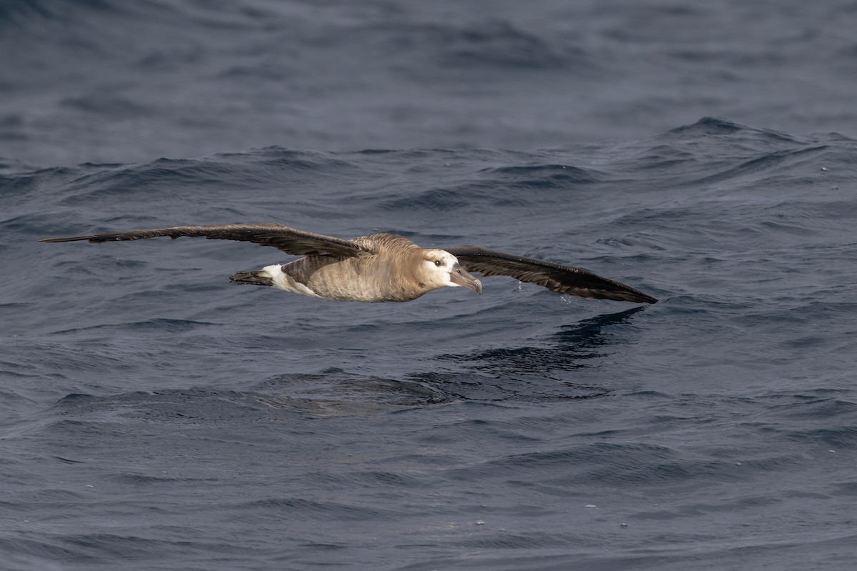 Black-footed Albatross - ML611092622