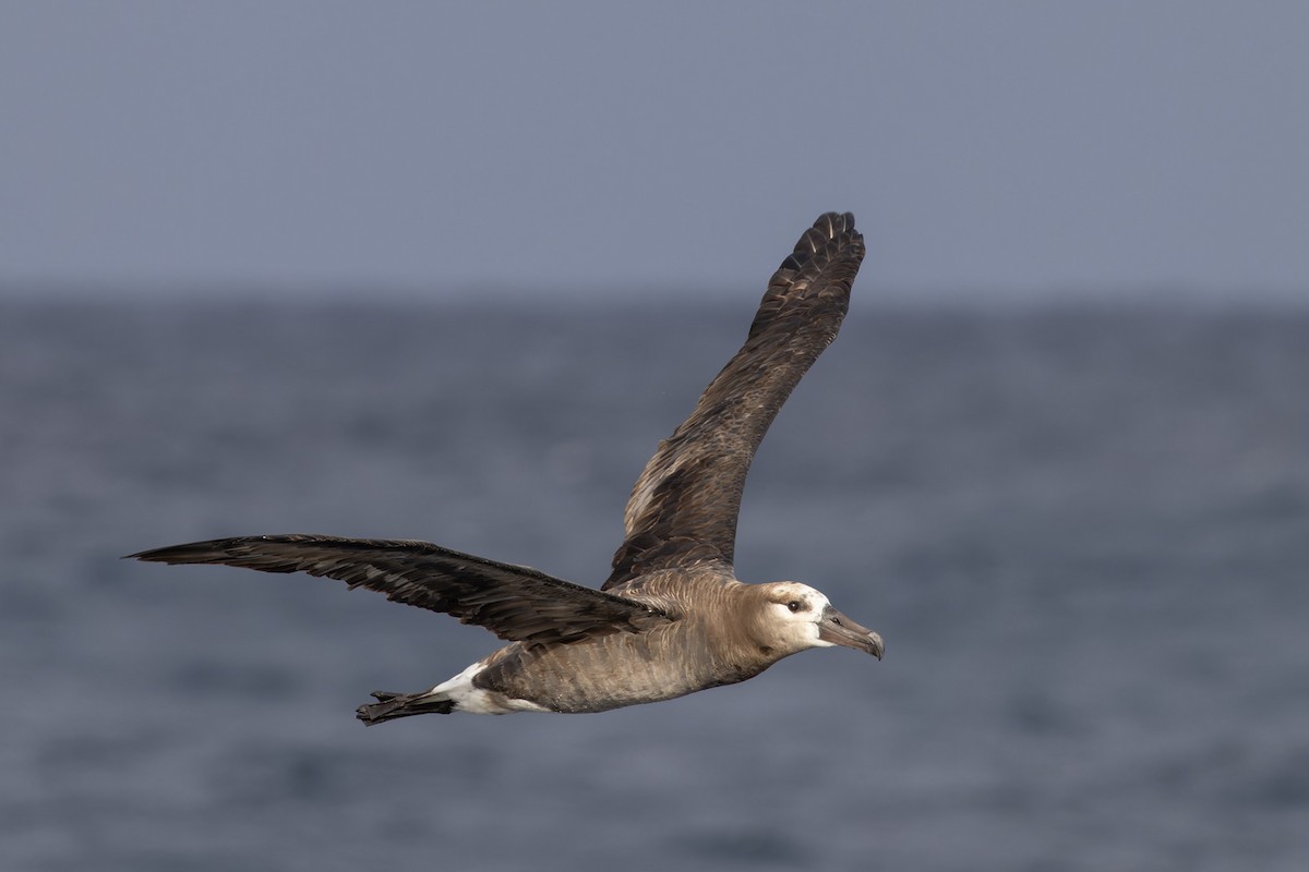 Black-footed Albatross - ML611092623