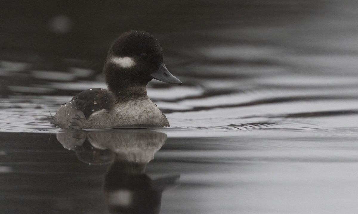 Bufflehead - Zak Pohlen