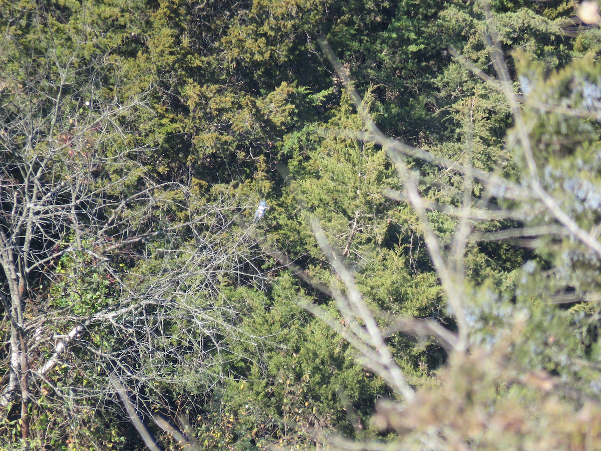 Belted Kingfisher - ML611092803