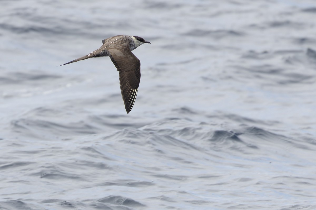 Long-tailed Jaeger - ML611092844