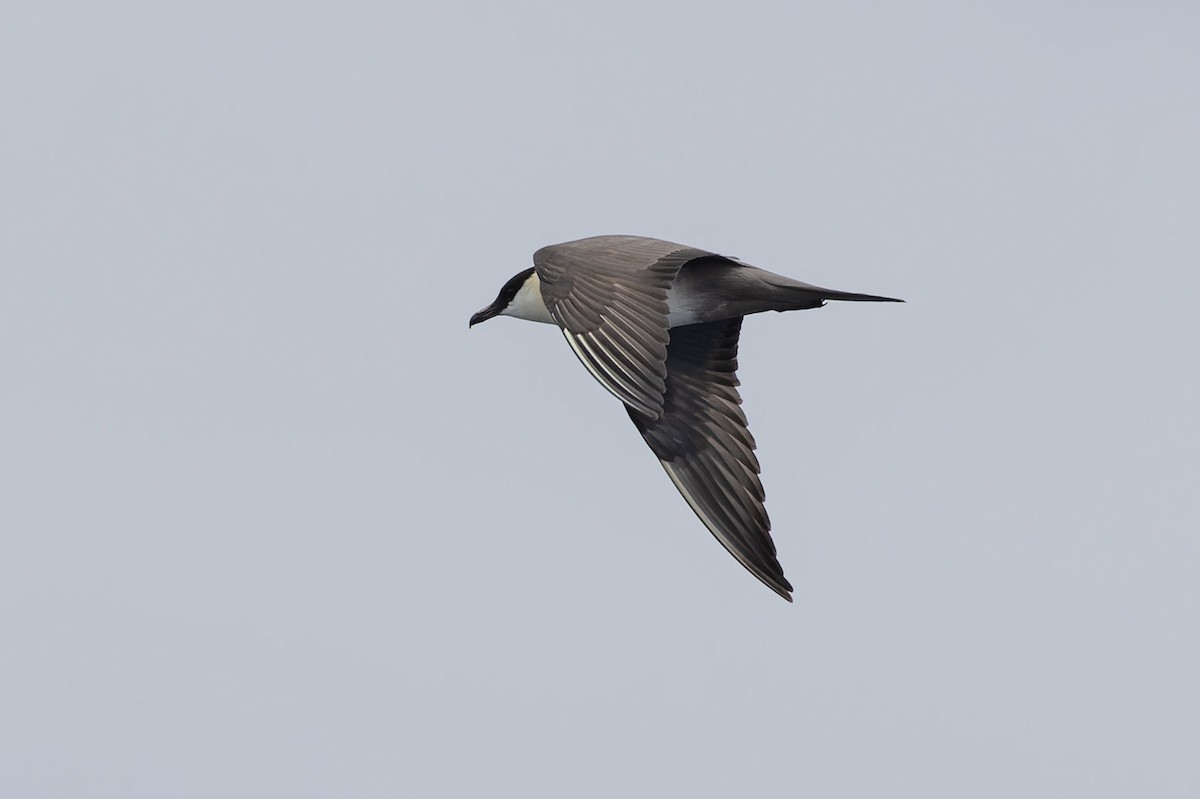 Long-tailed Jaeger - ML611092915