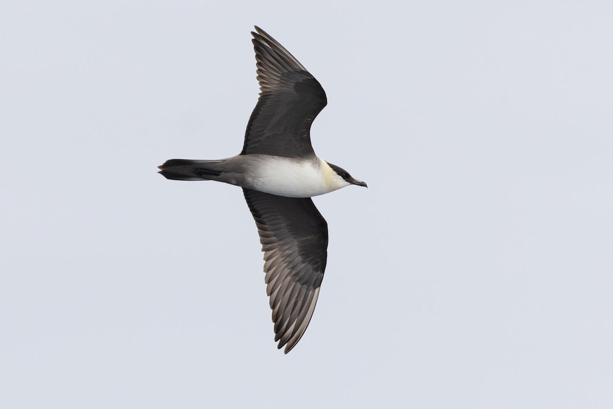 Long-tailed Jaeger - ML611092916