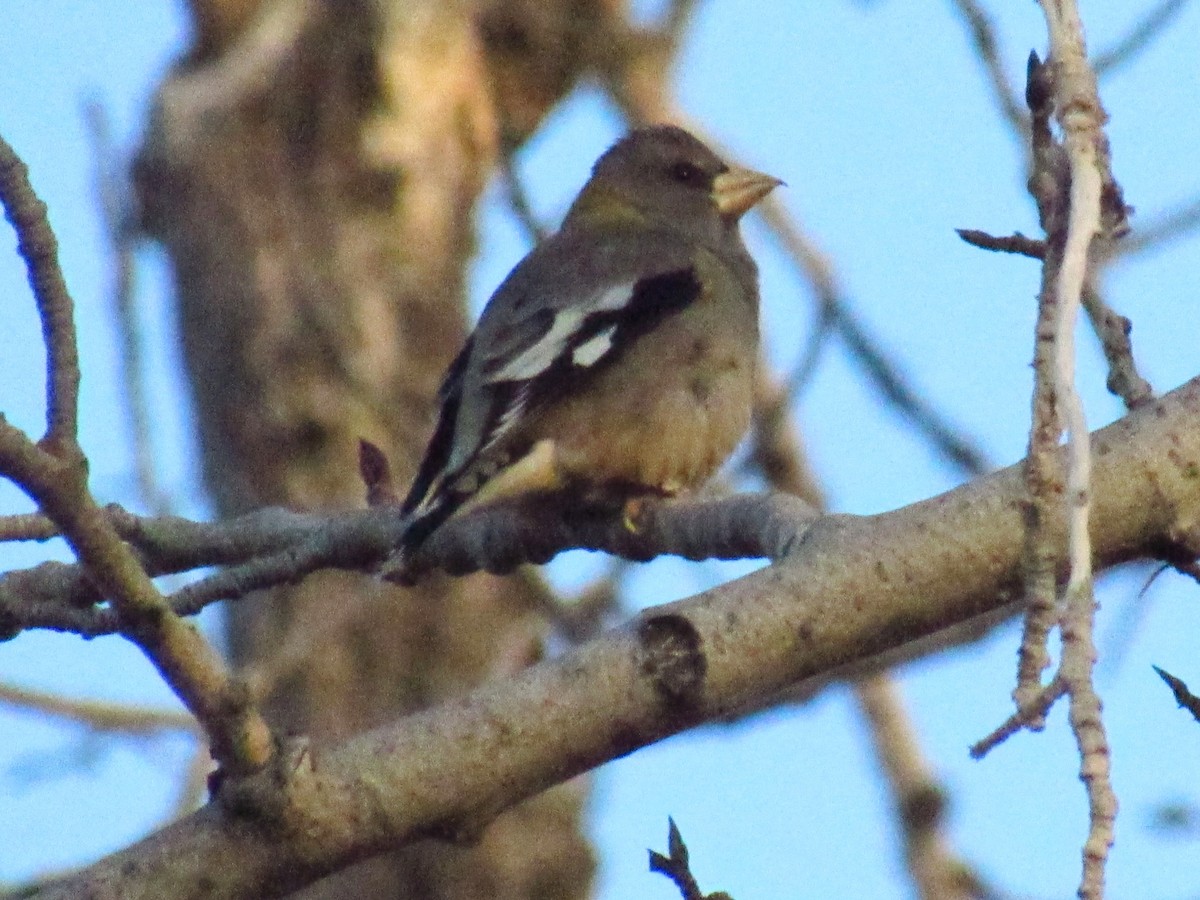 Evening Grosbeak - ML611092949