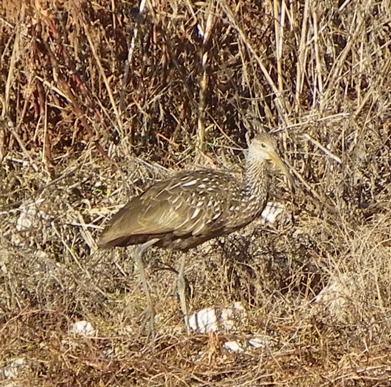 Limpkin - ML611092970