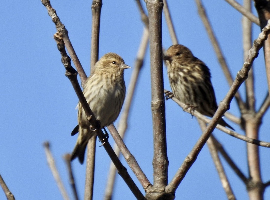 Pine Siskin - ML611092998