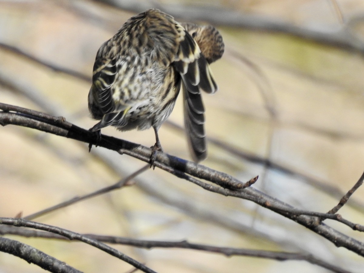 Pine Siskin - ML611092999