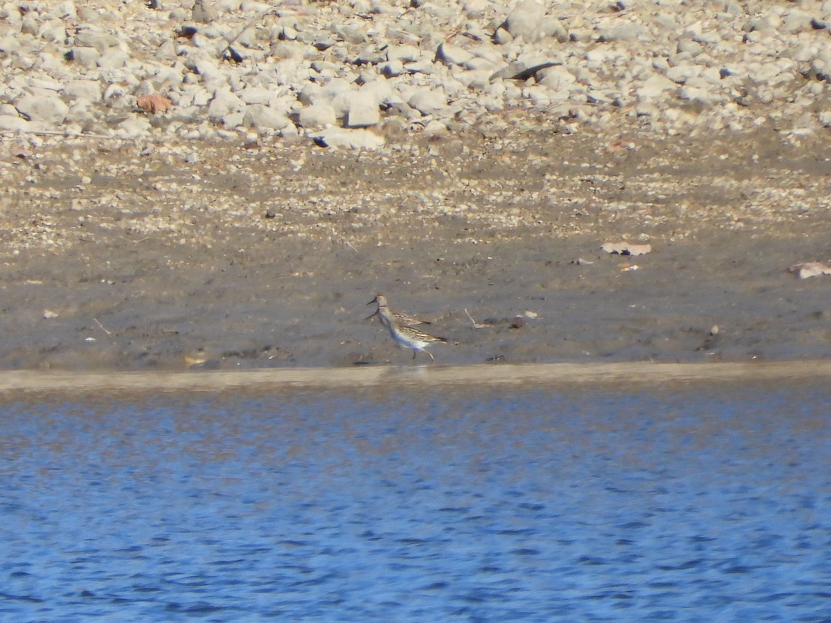 Pectoral Sandpiper - Rick Luehrs