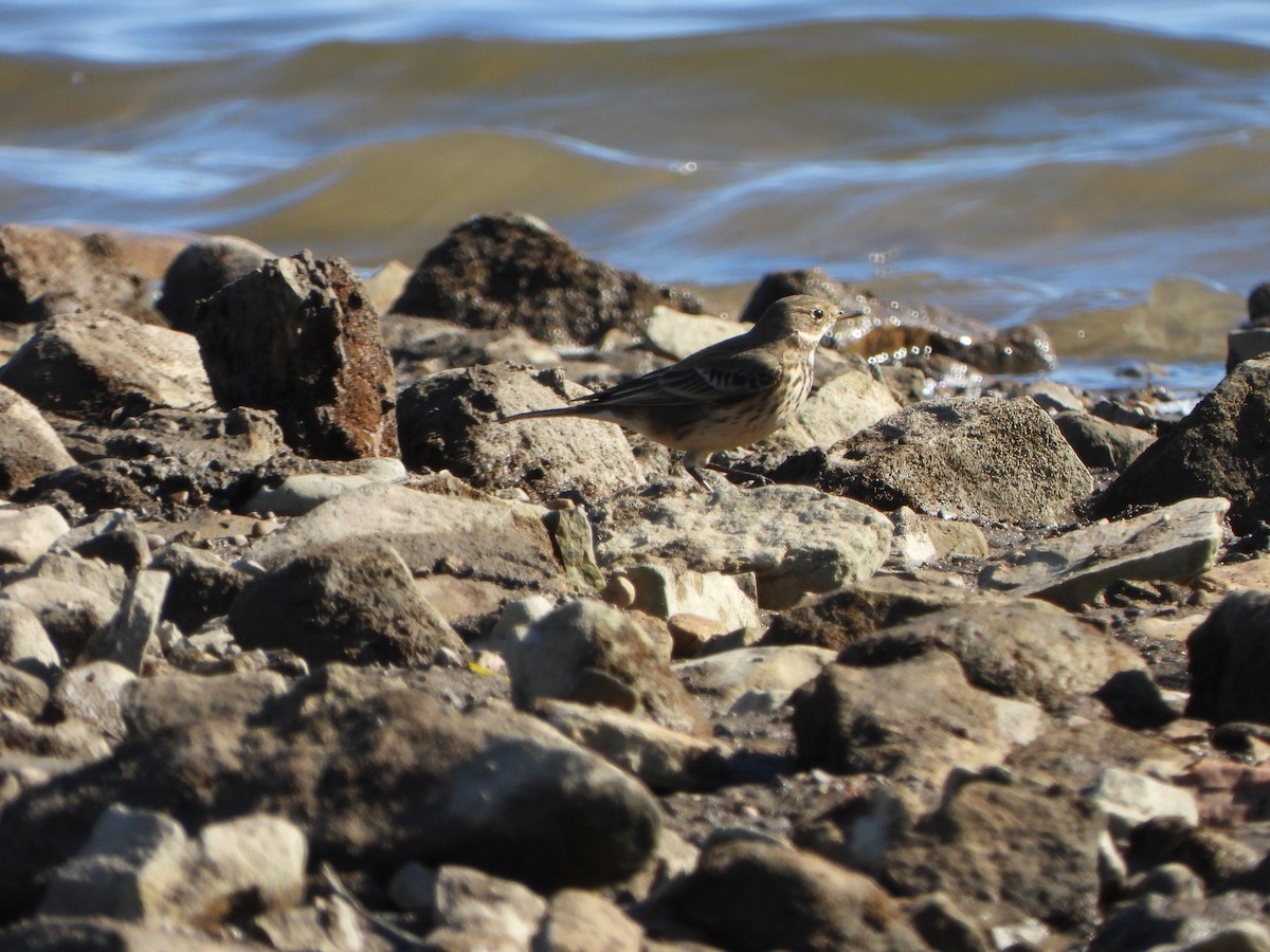 American Pipit - ML611093112