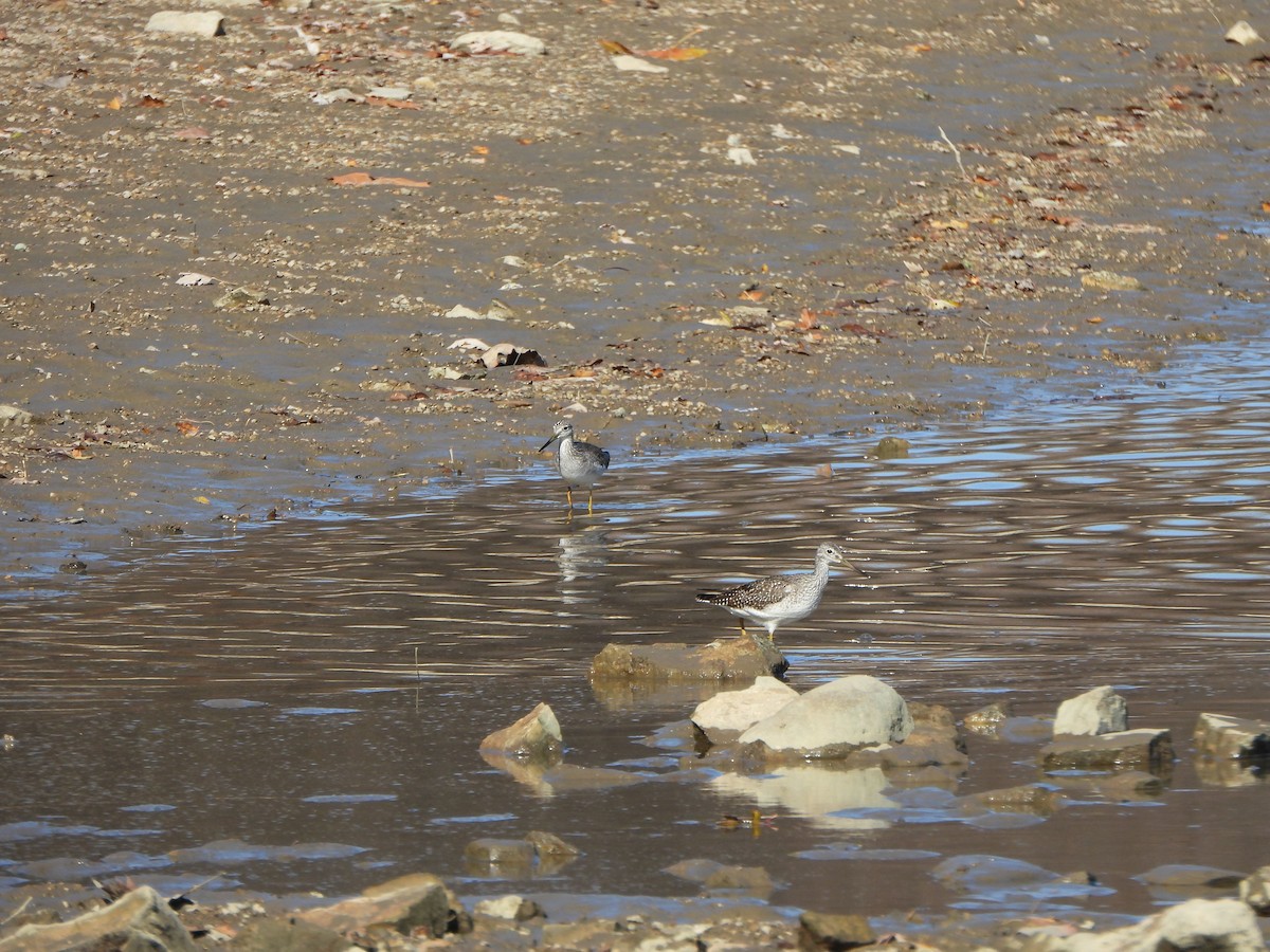 Greater Yellowlegs - ML611093128