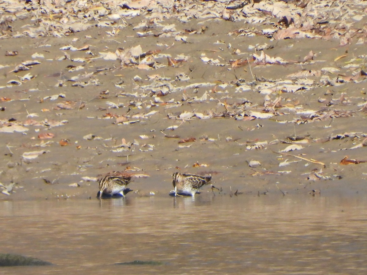 Wilson's Snipe - ML611093136