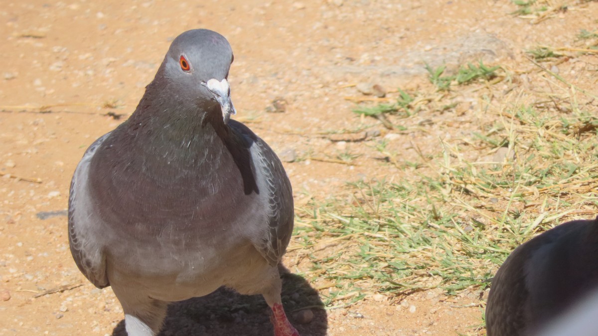 Rock Pigeon (Feral Pigeon) - Gregory Allen