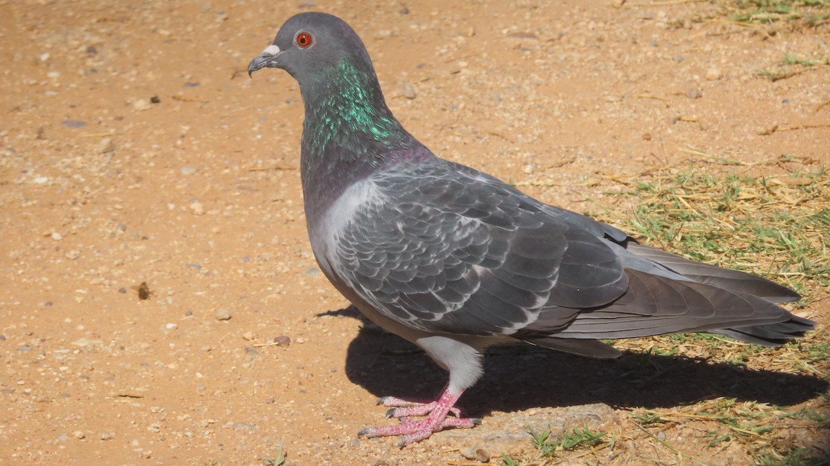 Rock Pigeon (Feral Pigeon) - ML611093161