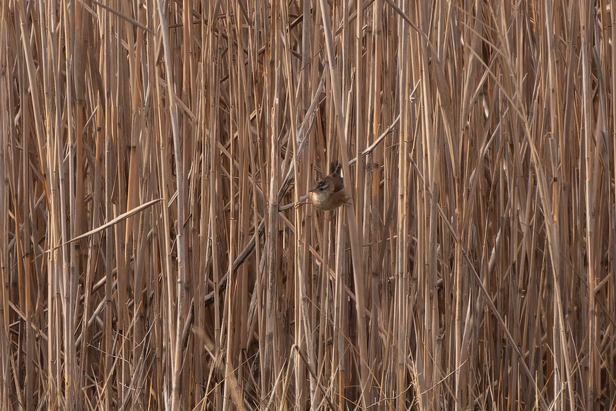 Marsh Wren - ML611093174