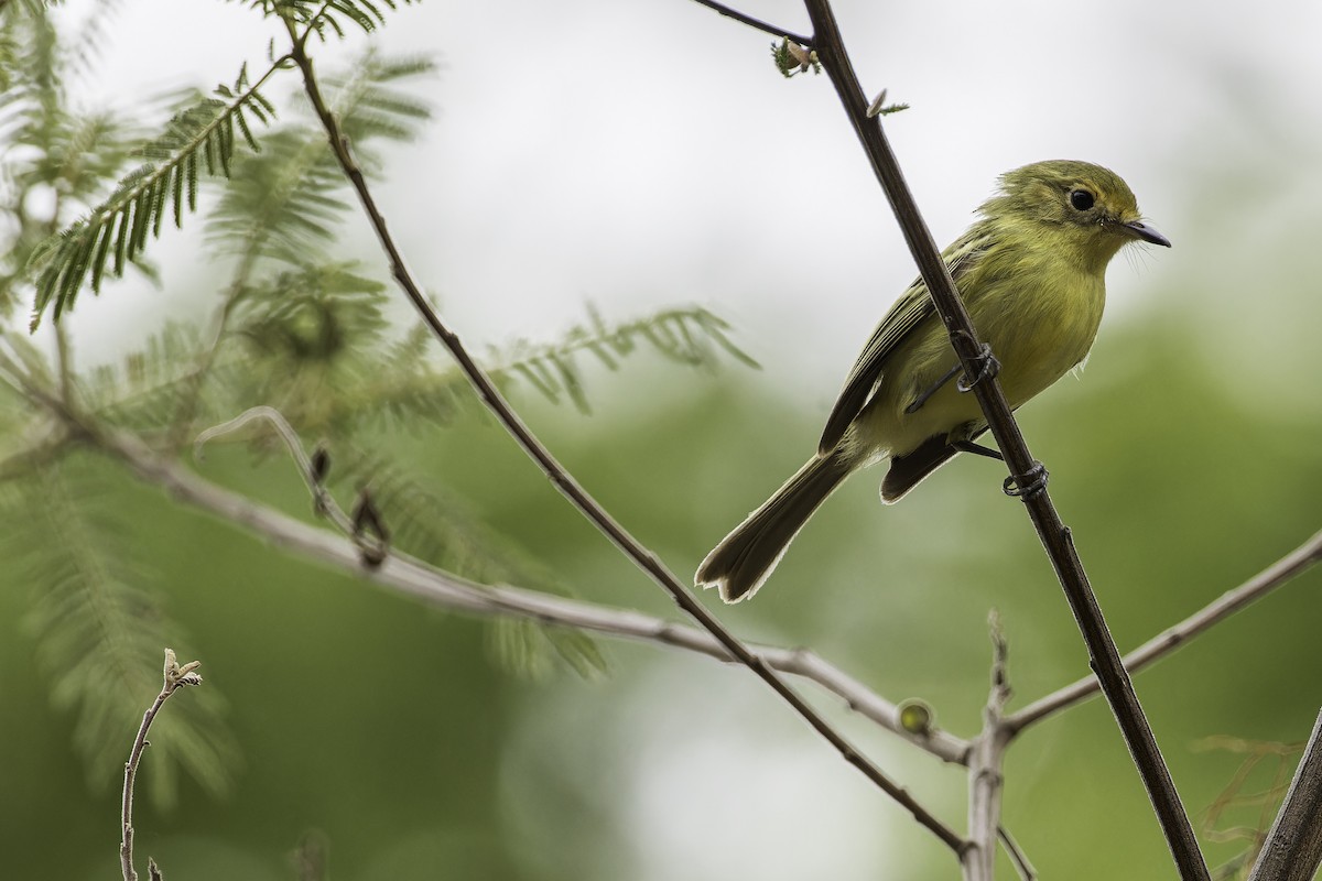 Minas Gerais Tyrannulet - ML611093274