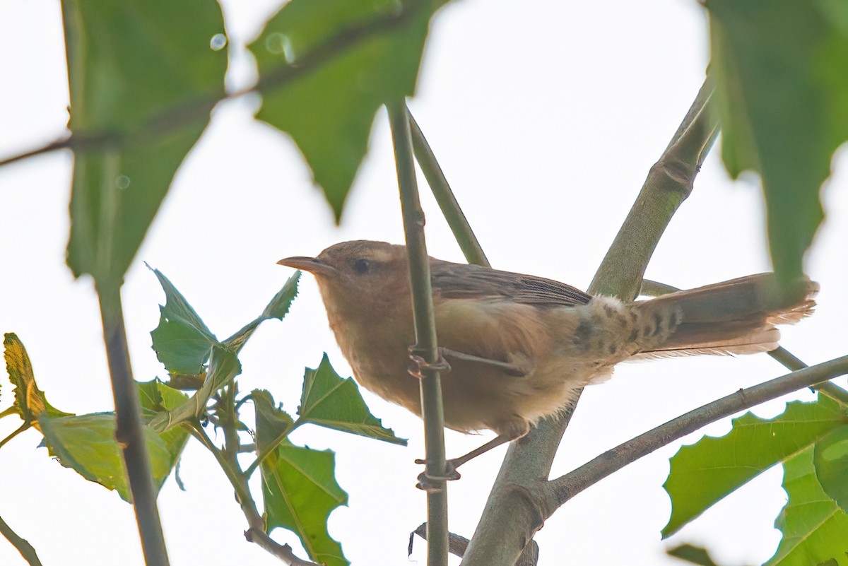 Thrush-like Wren - Jaap Velden