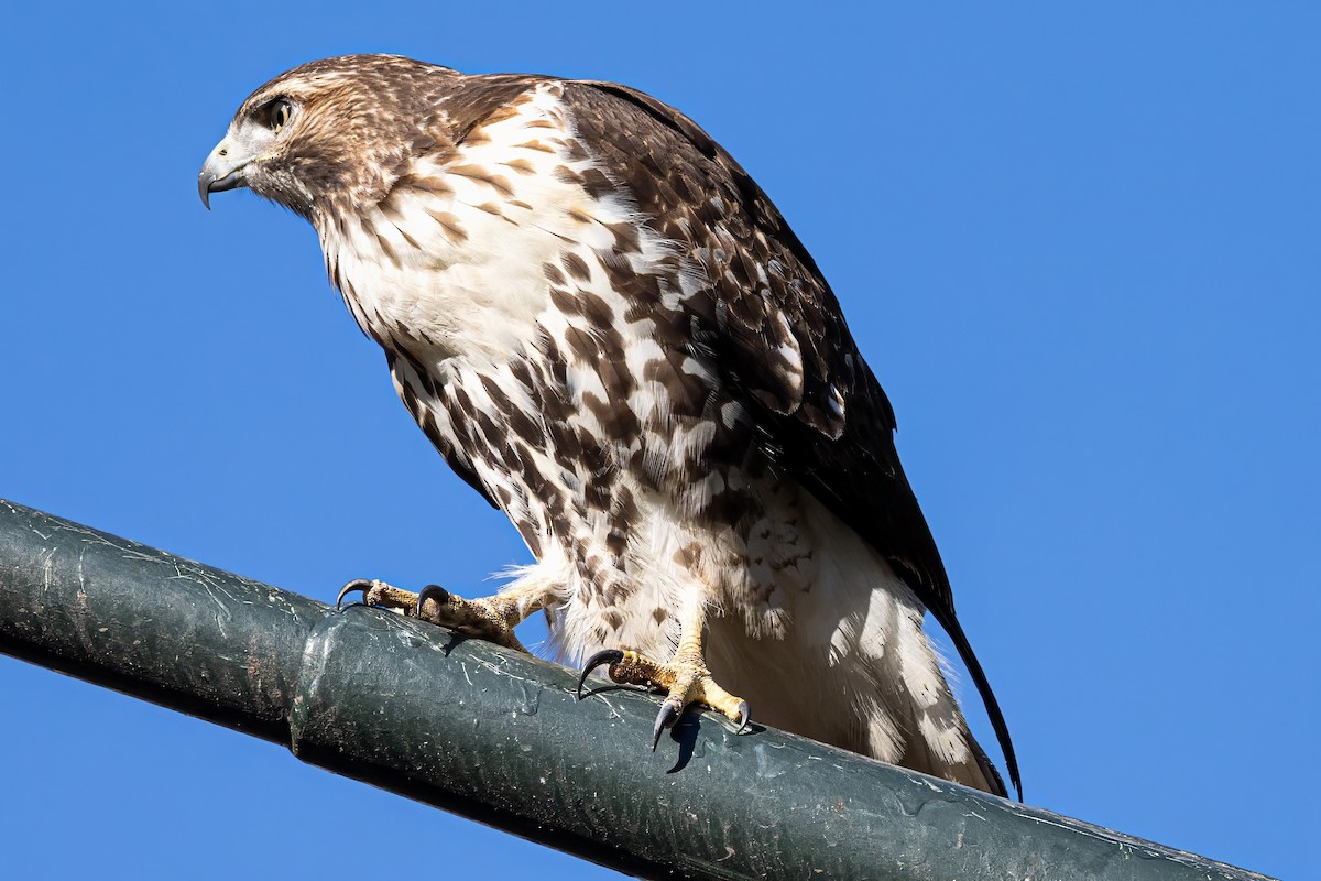 Red-tailed Hawk - ML611093333