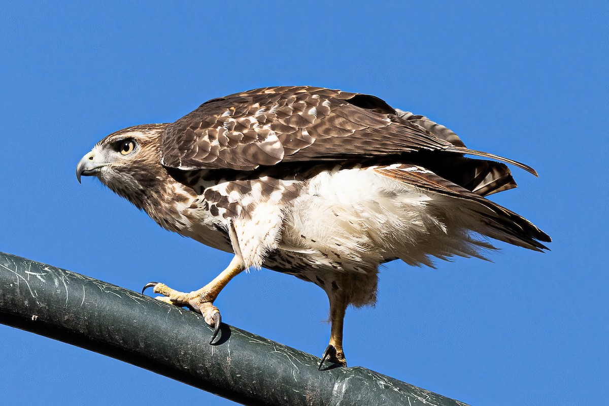 Red-tailed Hawk - ML611093336