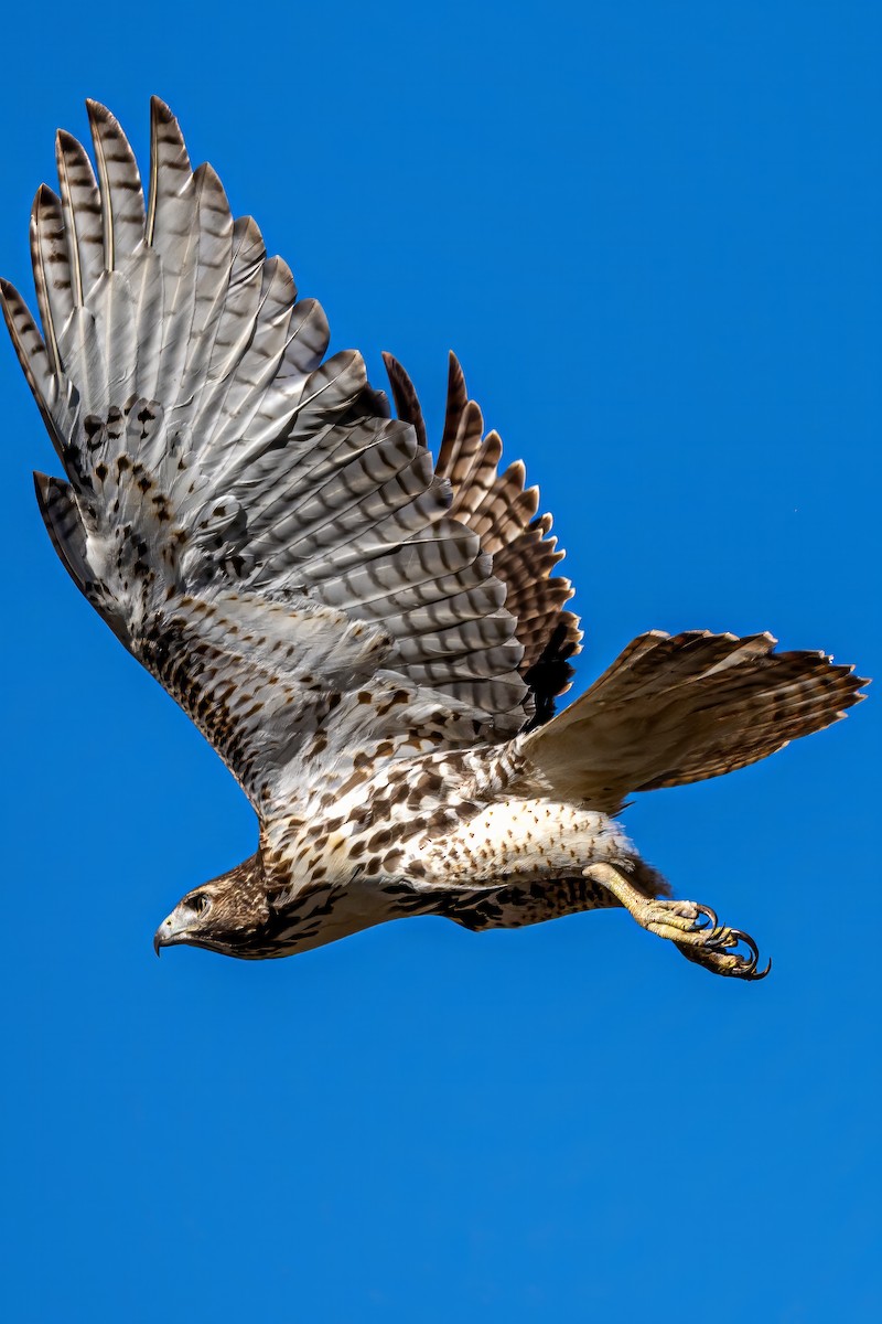 Red-tailed Hawk - ML611093338
