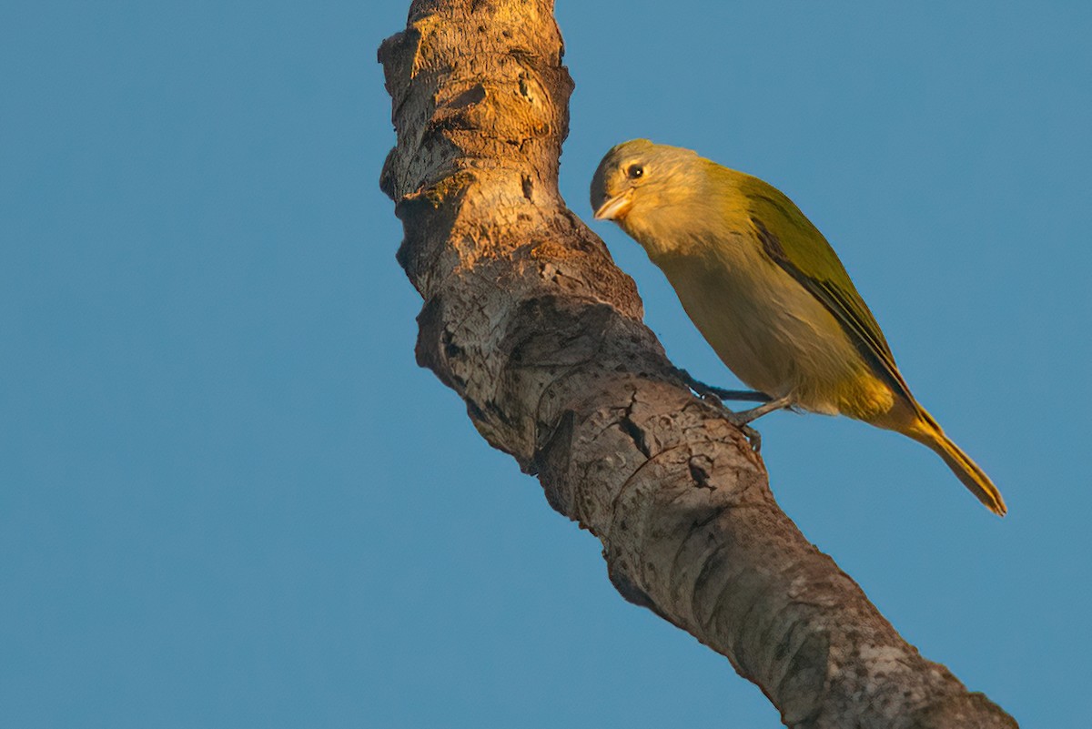 Chestnut-vented Conebill - ML611093347