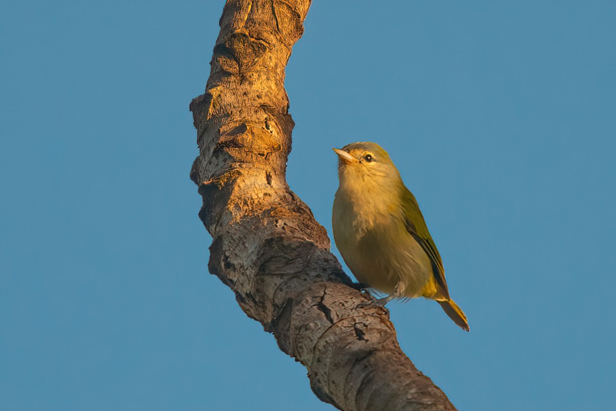 Chestnut-vented Conebill - ML611093348