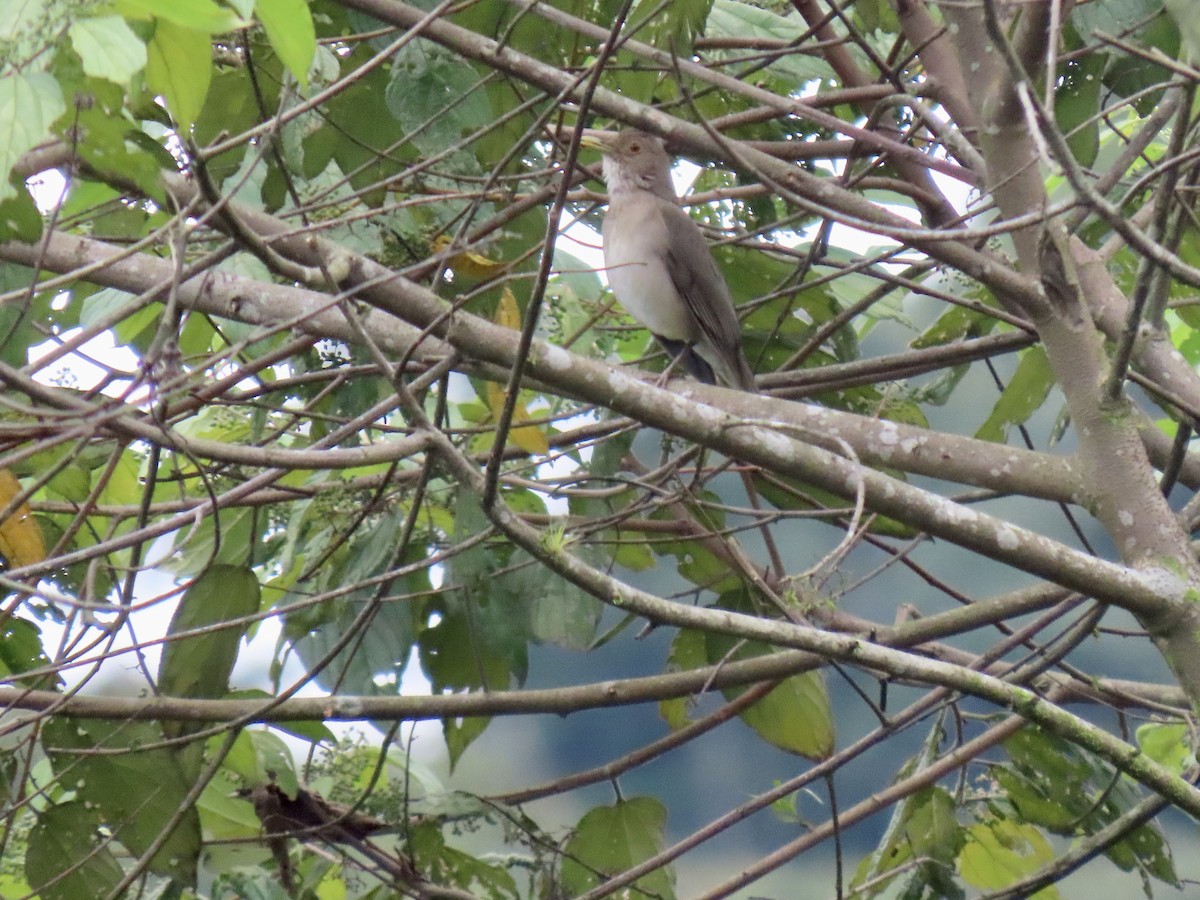 Ecuadorian Thrush - ML611093353