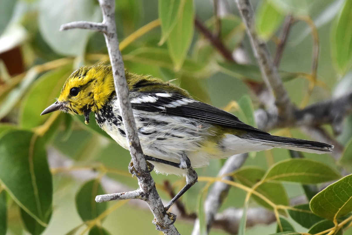 Black-throated Green Warbler - ML611093405