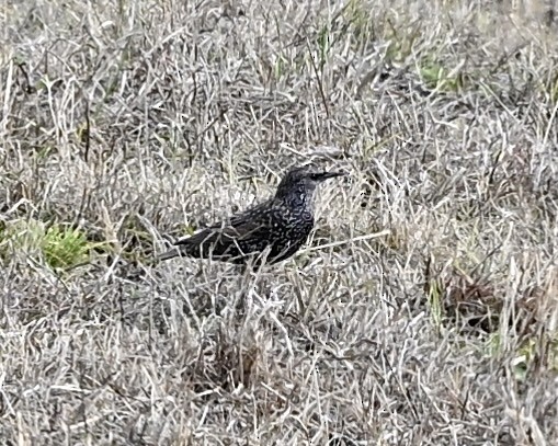 European Starling - ML611093413