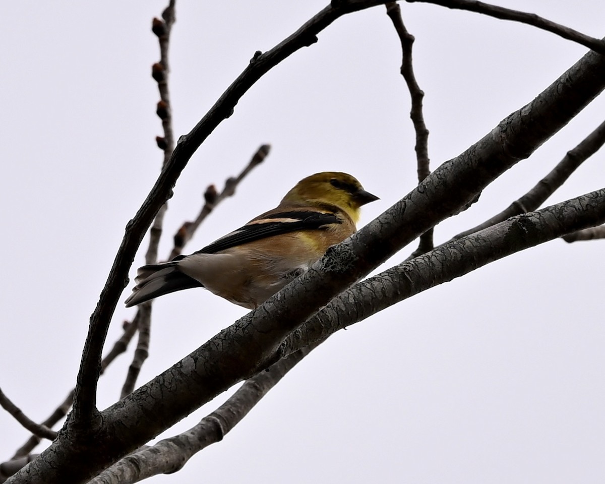 American Goldfinch - ML611093427