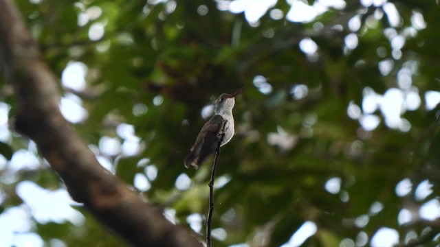 kolibřík helikóniový - ML611093514