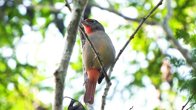 Rose-throated Tanager - ML611093620