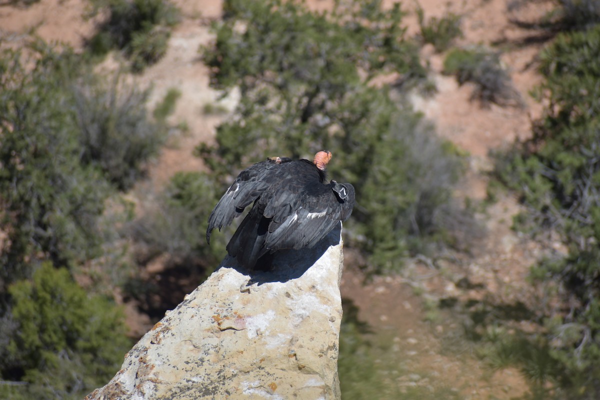 California Condor - ML611093639