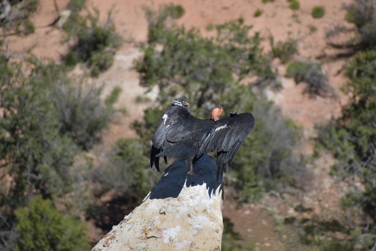 California Condor - ML611093643