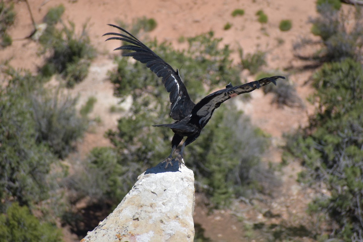 California Condor - ML611093647