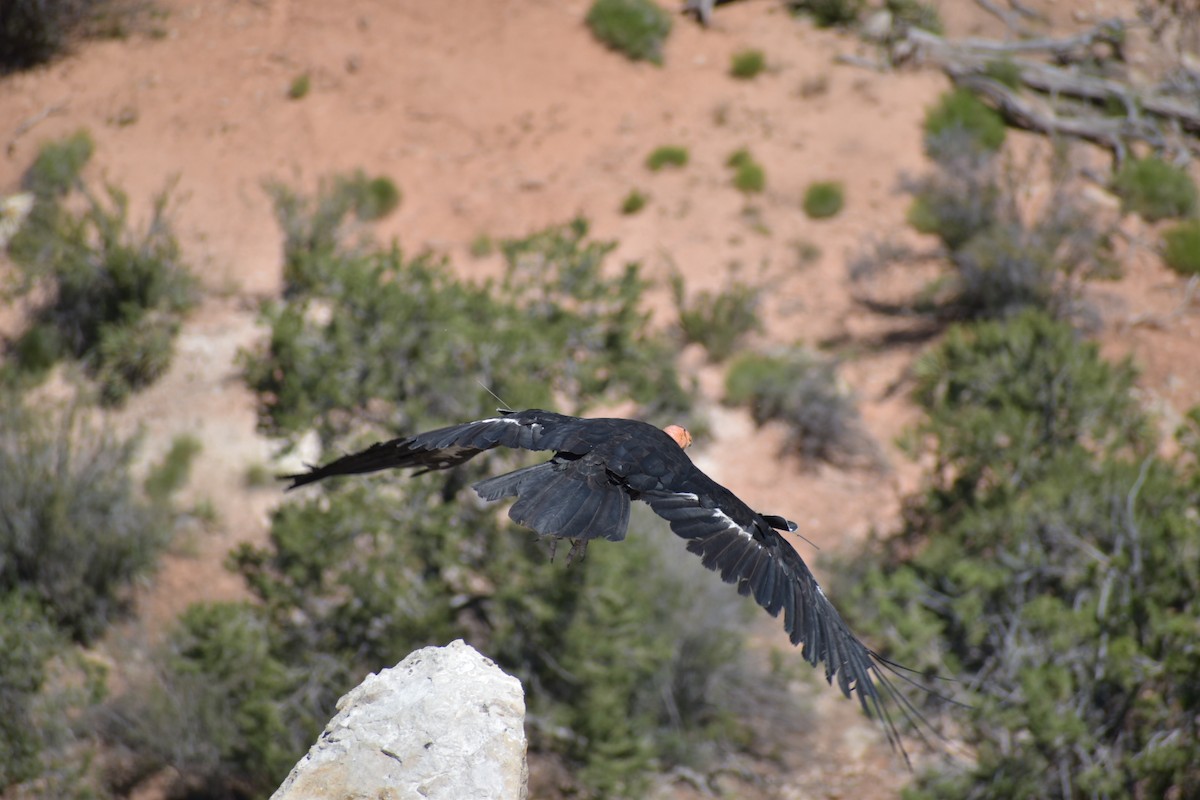 California Condor - ML611093656