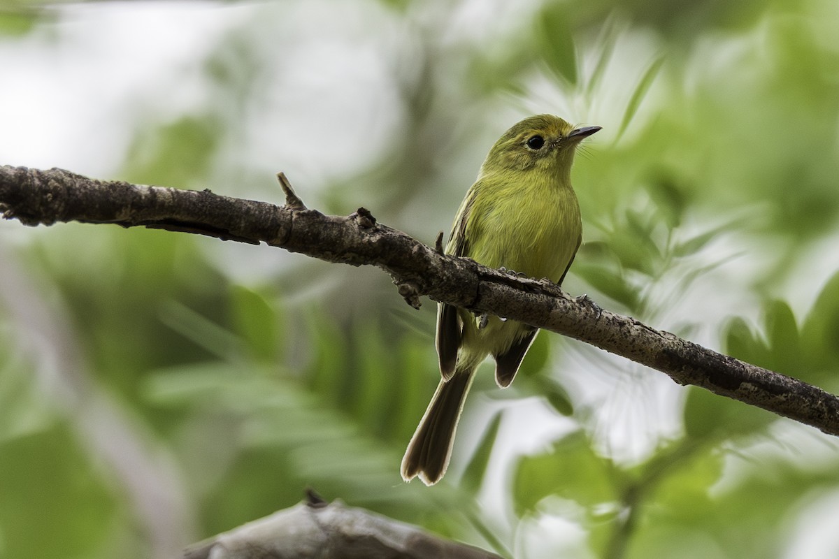 Minas Gerais Tyrannulet - ML611093677