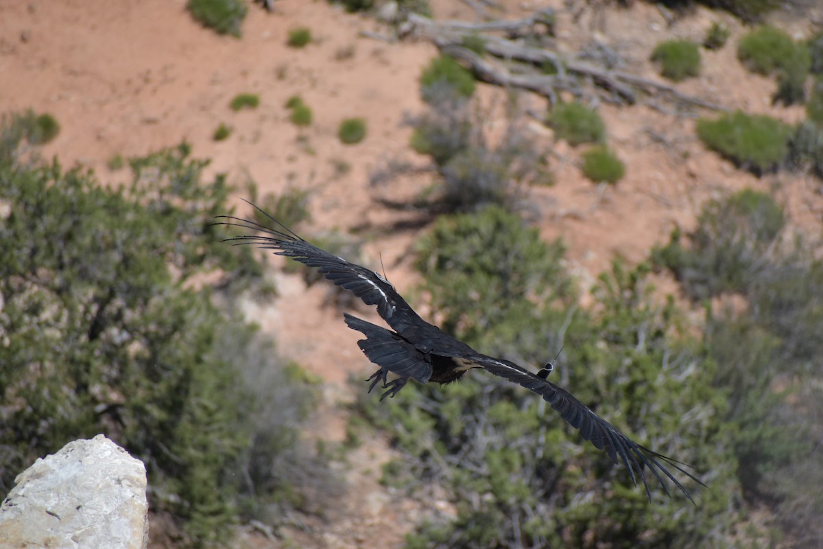 California Condor - ML611093678