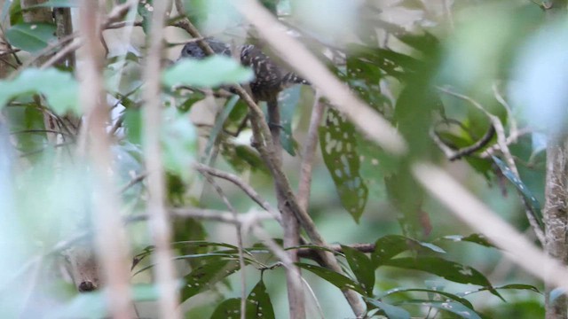 Barred Antshrike - ML611093703