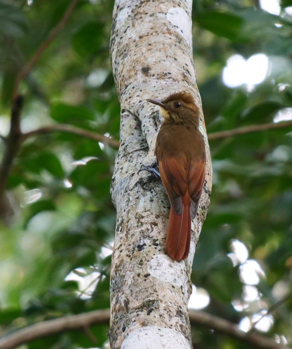 Tawny-winged Woodcreeper - Dennis Arendt