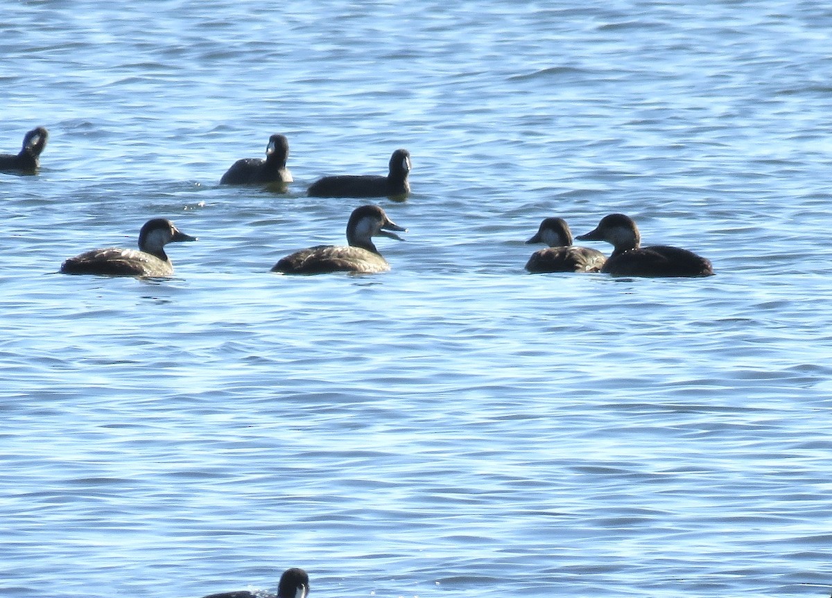 Black Scoter - Mike Myers