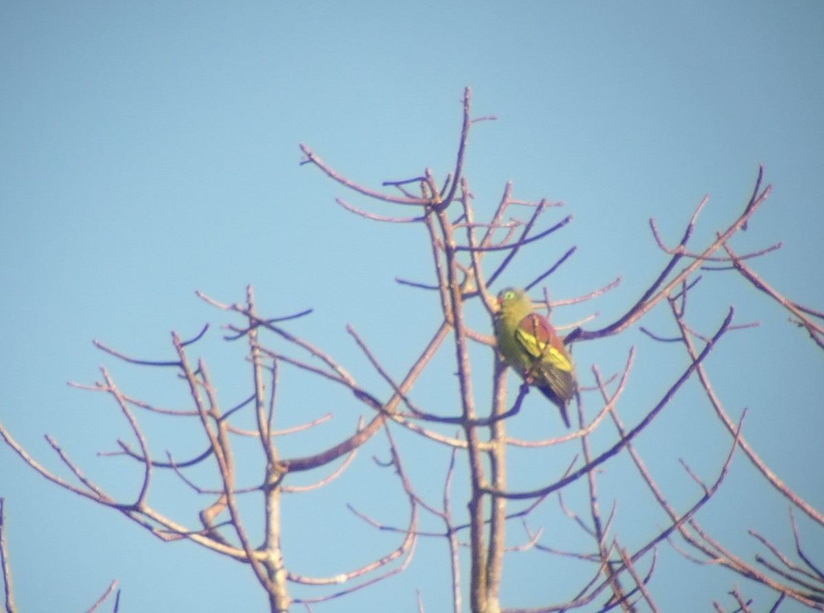 Thick-billed Green-Pigeon - ML611093867